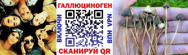 дарк нет формула  Электрогорск  Псилоцибиновые грибы прущие грибы 